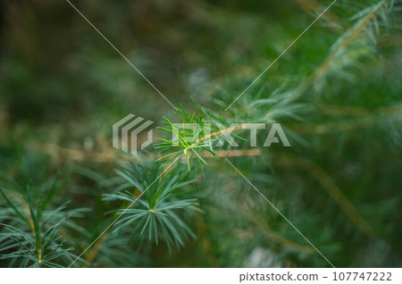 Tea tree 107747222