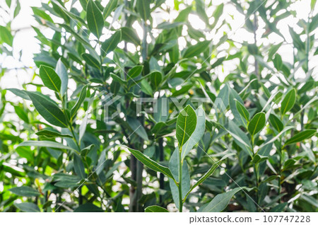 Laurel Laurel 107747228