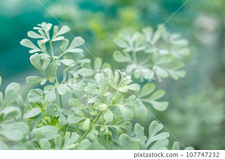 Roux Roux 107747232