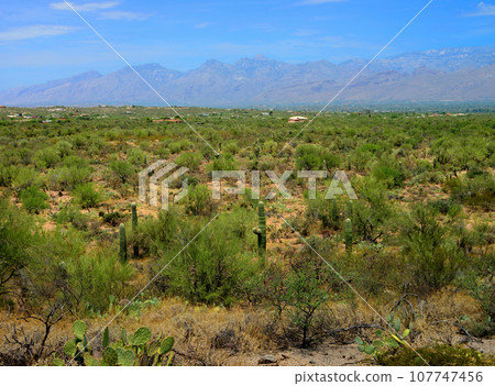 Early Morning Saguaro National Park 107747456