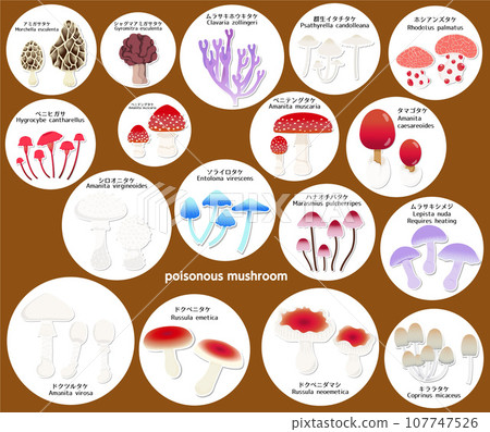 Set of label type poisonous mushrooms Set of label type poisonous mushrooms 107747526