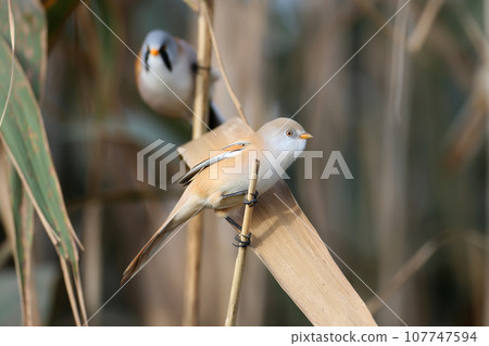 Various bearded reedling (Panurus biarmicus) 107747594