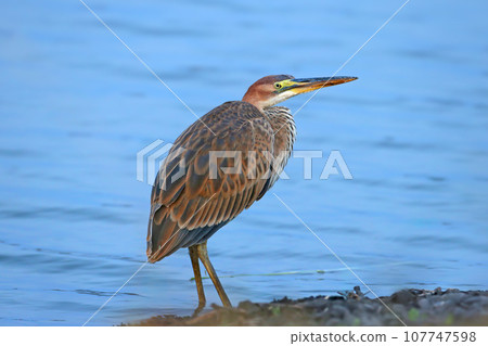 Autumn purple heron (Ardea purpurea) Autumn purple heron (Ardea purpurea) 107747598