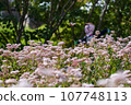 Chestnut tiger flying 107748113