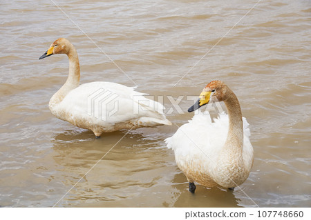 Swan visiting in spring in Hokkaido 107748660