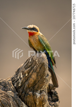 White-fronted bee-eater watches camera on dead log White-fronted bee-eater watches camera on dead log 107748715