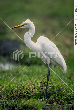 Windblown great egret in profile on riverbank Windblown great egret in profile on riverbank 107748716
