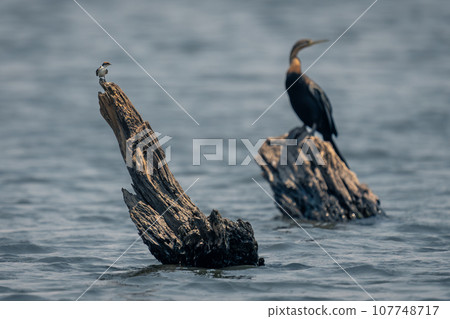 Wire-tailed swallow and African darter on stumps Wire-tailed swallow and African darter on stumps 107748717
