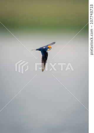 Wire-tailed swallow flies across river in sunshine Wire-tailed swallow flies across river in sunshine 107748718