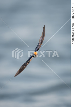 Wire-tailed swallow flies across river towards camera 107748719