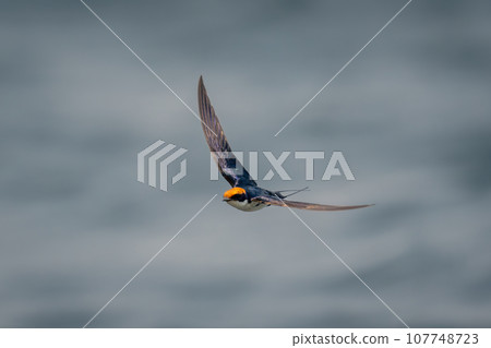 Wire-tailed swallow flies over river spreading wings 107748723