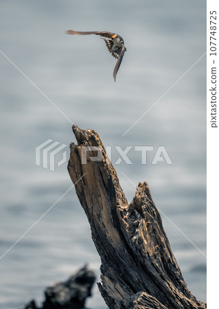 Wire-tailed swallow flies past stump in river 107748725