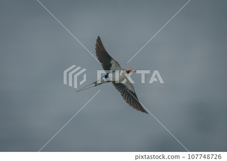 Wire-tailed swallow flies with wings spread wide 107748726