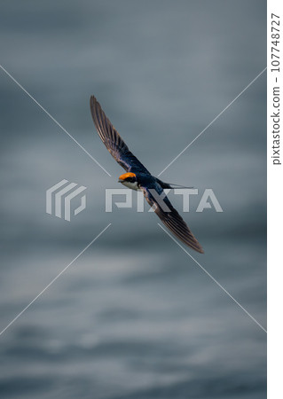Wire-tailed swallow glides over water spreading wings 107748727