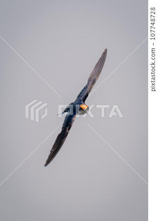 Wire-tailed swallow glides with wings spread diagonally Wire-tailed swallow glides with wings spread diagonally 107748728
