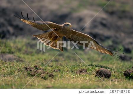 Yellow-billed kite glides over grass to land 107748738