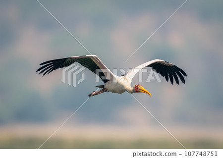 Yellow-billed stork flies with wings spread out 107748751