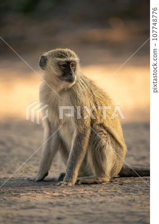 Vervet monkey sits on sand turning head 107748776