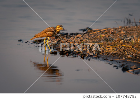 Water thick-knee in shallows reflected in water 107748782