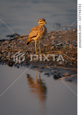 Water thick-knee on riverbank reflected in water Water thick-knee on riverbank reflected in water 107748783