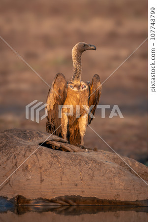 White-backed vulture stands on carcase in water White-backed vulture stands on carcase in water 107748799