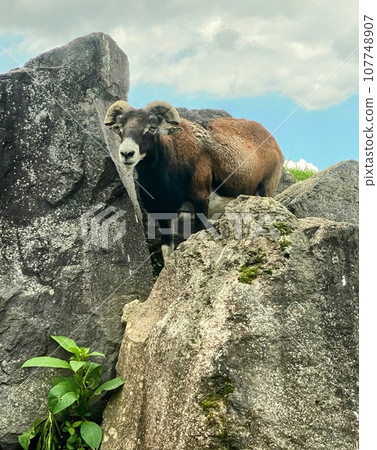 山羊站在岩石上 107748907