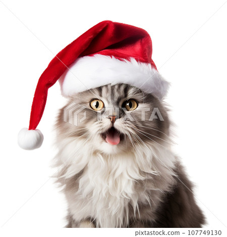 Cat wearing Santa hat, Christmas concept Cat wearing Santa hat, Christmas concept 107749130