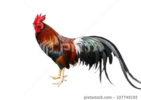 The fighting cock is beautiful pet animal on white background have path 107749195