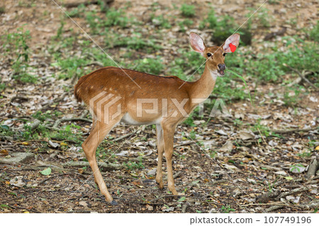 The female deer in garden at thailand The female deer in garden at thailand 107749196