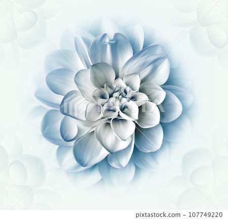 Light turquoise dahlia flower.  Floral background.  Closeup.  Nature.           107749220