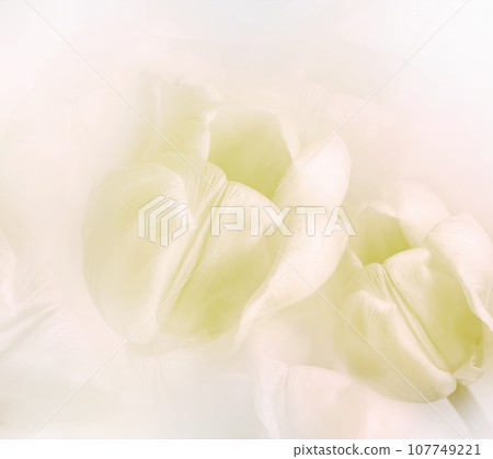 Yellow tulips. Floral background. Closeup. Nature. Yellow tulips. Floral background. Closeup. Nature. 107749221