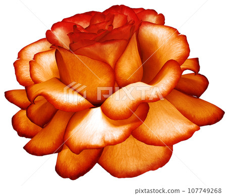 Orange rose flower on white isolated background with clipping path. Closeup. For design. Nature. Orange rose flower on white isolated background with clipping path. Closeup. For design. Nature. 107749268