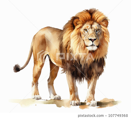 獅子白背景 107749368