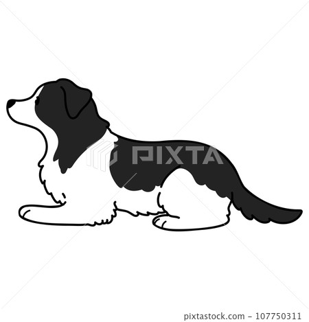 Illustration of a simple and cute border collie lying down with main lines Illustration of a simple and cute border collie lying down with main lines 107750311