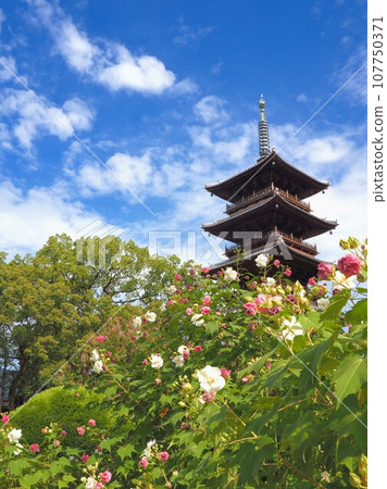 四國88聖地、第70寺、本山寺五層塔、芙蓉【香川縣三豐市豐中町】2 107750371