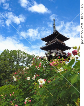 四國88聖地、第70寺、本山寺五層塔、芙蓉【香川縣三豐市豐中町】3 107750372
