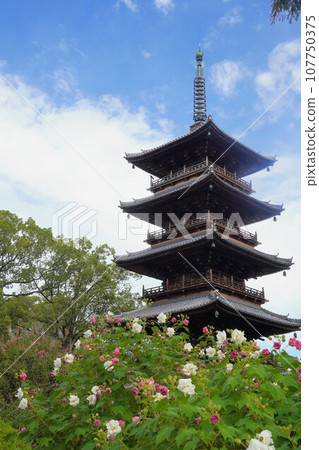 四國88聖地、第70寺、本山寺五層塔、芙蓉【香川縣三豐市豐中町】6 107750375