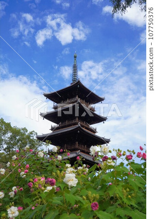 四國88聖地、第70寺、本山寺五層塔、芙蓉【香川縣三豐市豐中町】7 四國88聖地、第70寺、本山寺五層塔、芙蓉【香川縣三豐市豐中町】7 107750376