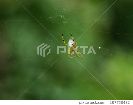 蜘蛛科、蜘蛛科的圓網 107750482