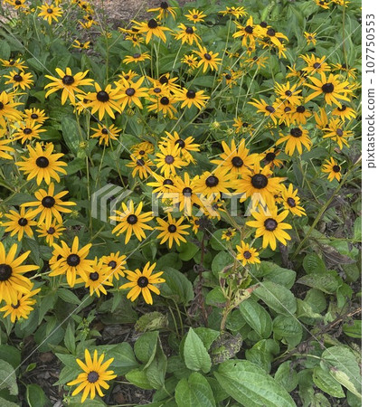 Group of Yellow Flowers 107750553