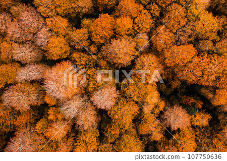 Orange tree of mountains in Autumn season aerial shoot Orange tree of mountains in Autumn season aerial shoot 107750636