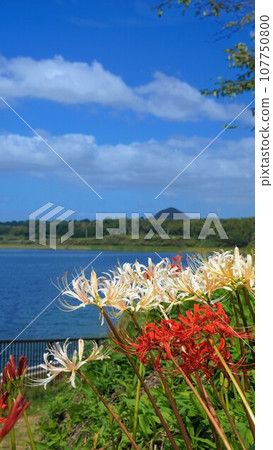 Higanbana of Lake Hozan [Mitoyo City, Kagawa Prefecture] 202209 107750800