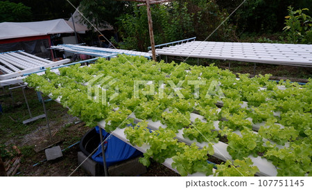 hydroponic vegetable farm 107751145