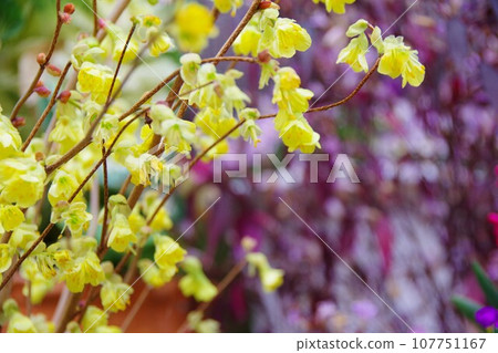 日向水樹 日向水樹 107751167