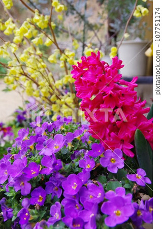 花園形象假馬齒莧風信子日向水樹 107751174