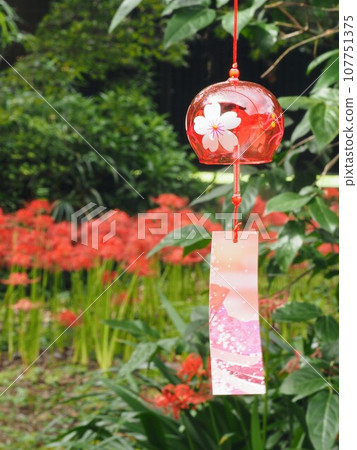 Red spider lily and wind chimes at Hosenji Temple [Kanonji City, Kagawa Prefecture] 107751375