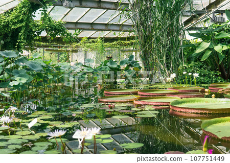 flowering of aquatic plants in a large greenhouse at the Saint Petersburg Botanical Garden 107751449
