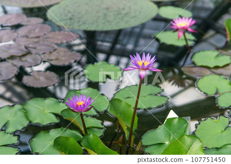 purple flowers of a tropical water lily under greenhouse dome purple flowers of a tropical water lily under greenhouse dome 107751450