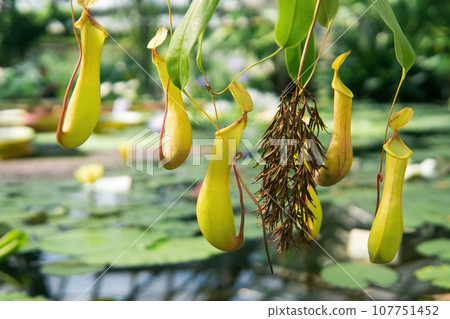 trapping pitcher of a carnivorous tropical plant nepenthes 107751452