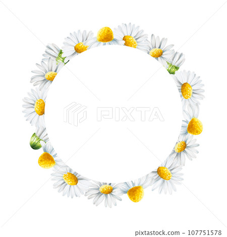 Watercolor white daisy flowers frame, logo and template isolated. Chamomile. Beauty products and botany set, cosmetology and medicine. For designers, spa decoration, postcards, wrapping paper, 107751578